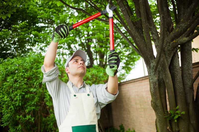 Local Redwood Tree Pruning pros at work