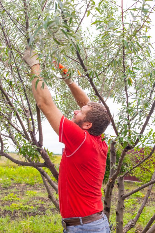 Redwood Tree Pruning