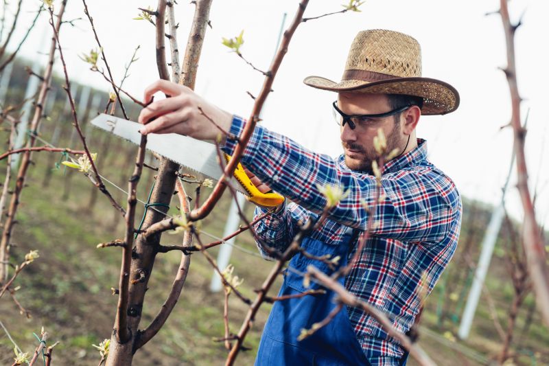 Redwood Tree Pruning