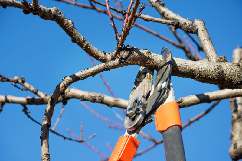 Redwood Tree Pruning