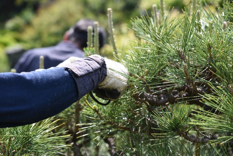 Redwood Tree Pruning