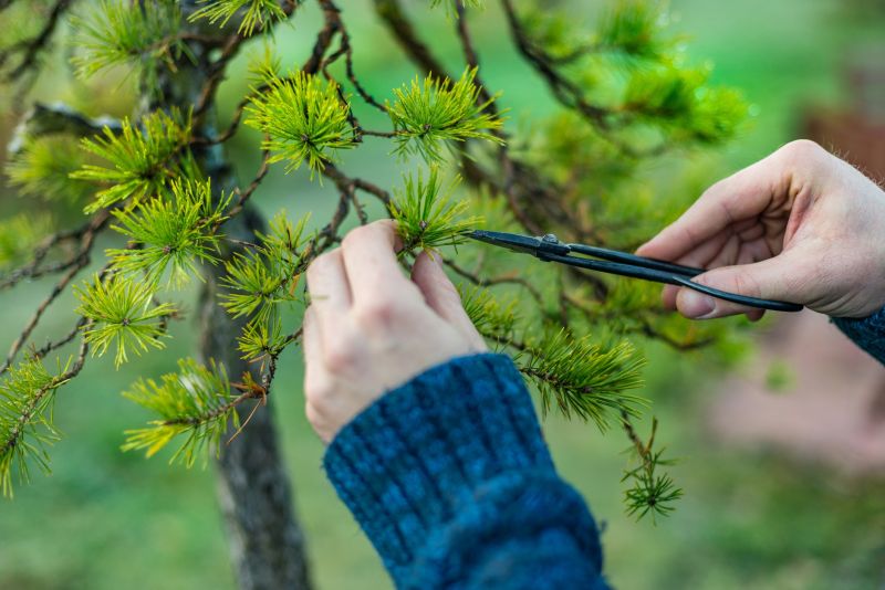 Redwood Tree Pruning