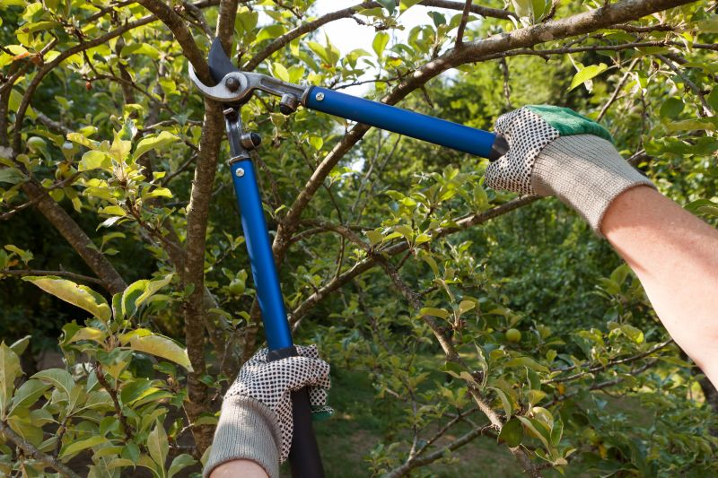 Redwood Pruning Equipment