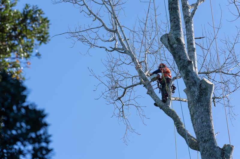 Redwood Pruning in Progress