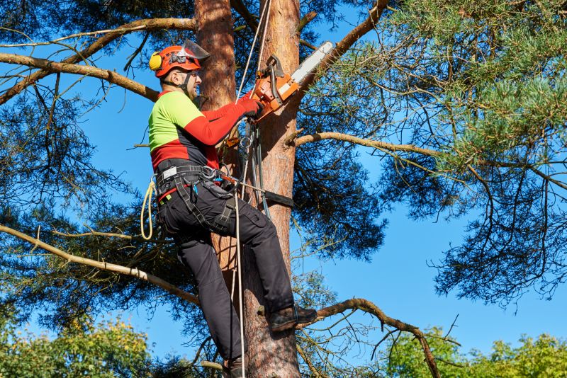 Arborist Performing Tree Pruning