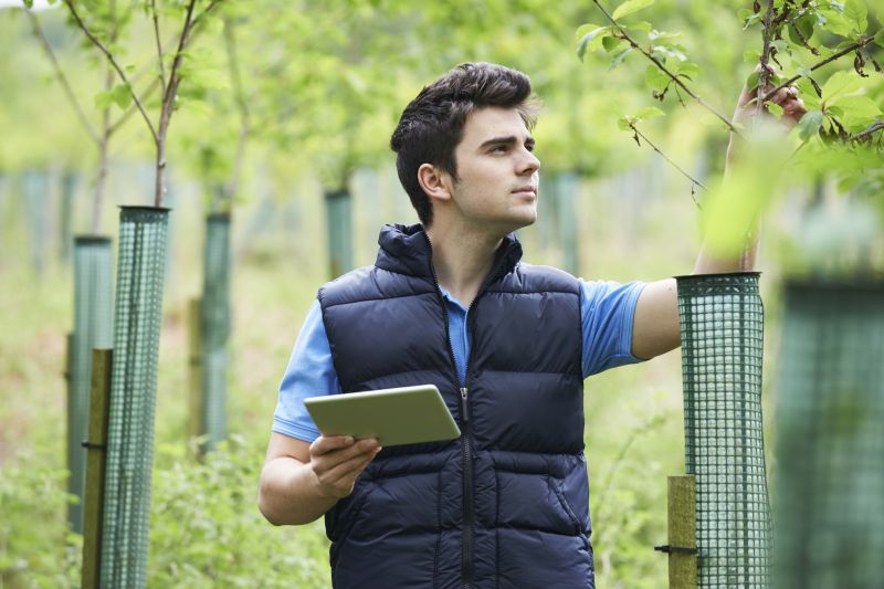 Tree Inspection by an Arborist