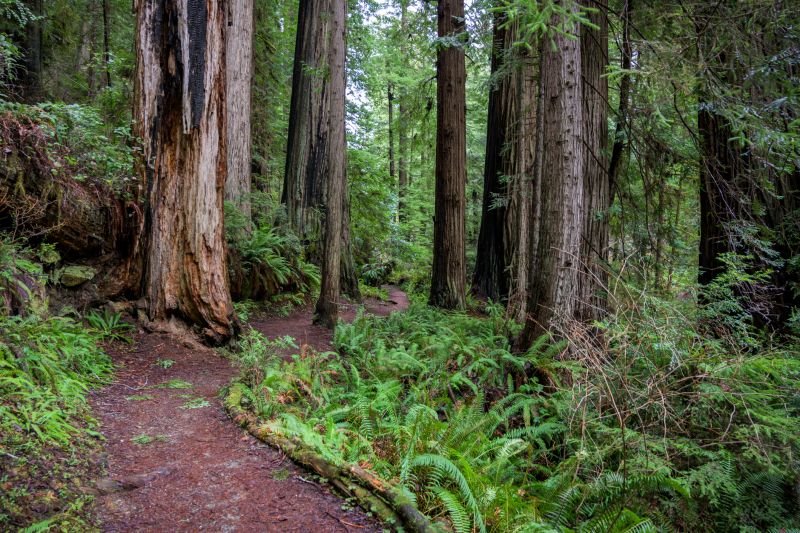 Boost Tree Health & Longevity